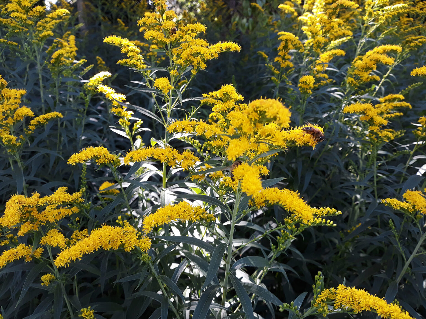 Old Field Goldenrod "Solidago nemoralis"