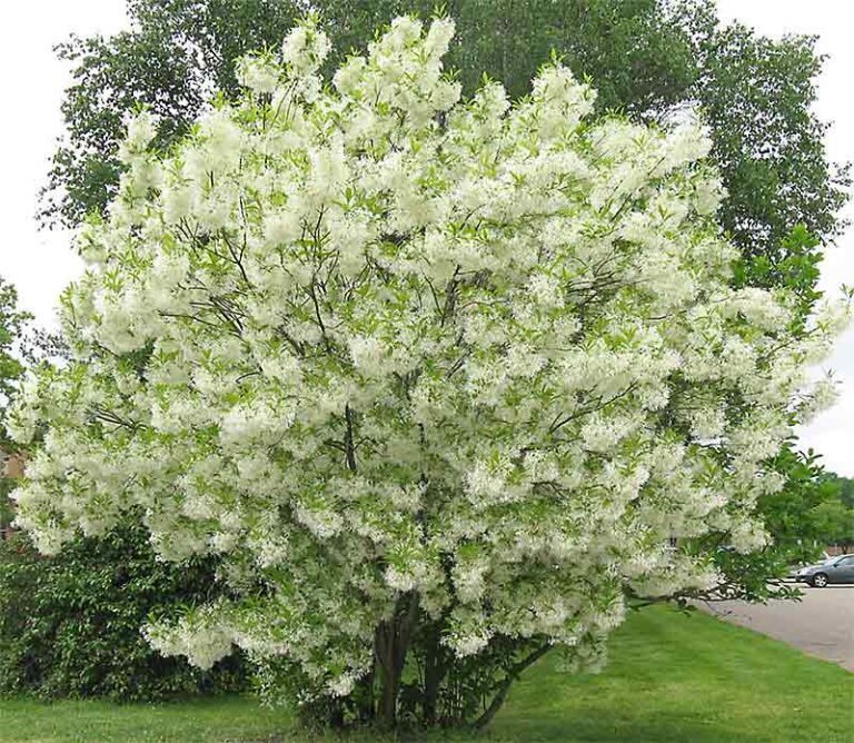 White Fringe Tree "Chionanthus virginicus"