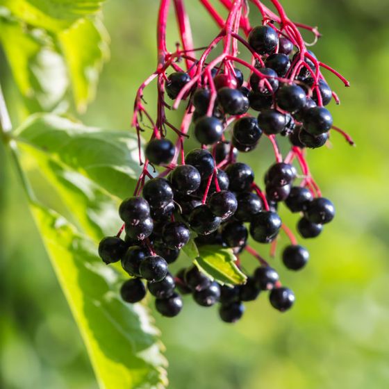 TreeYo Elderberry - Adams