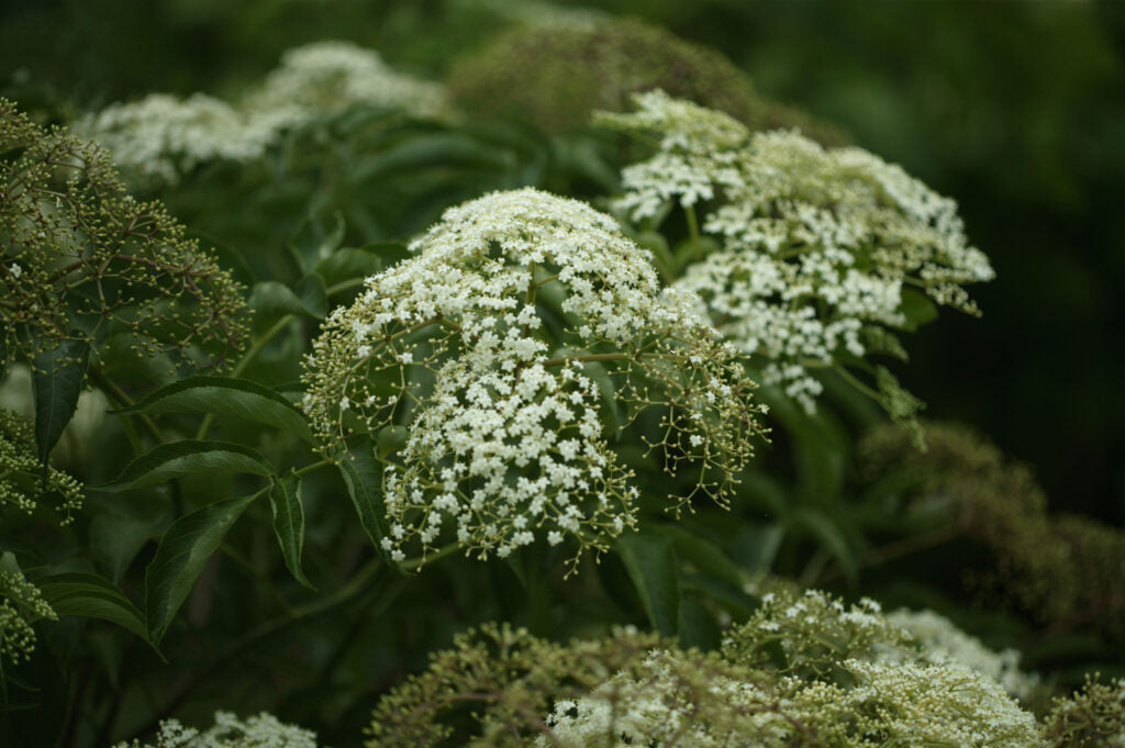TreeYo Elderberry - Adams