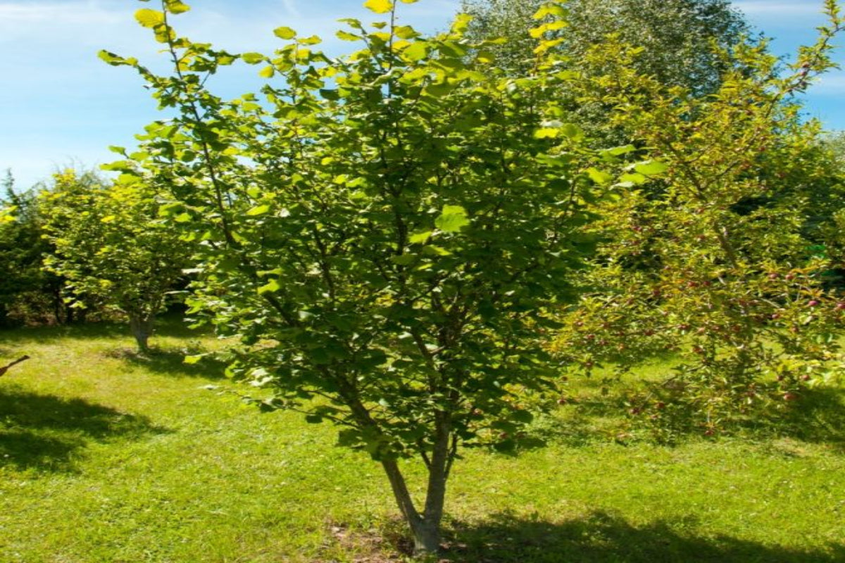 TreeYo American Hazelnut
