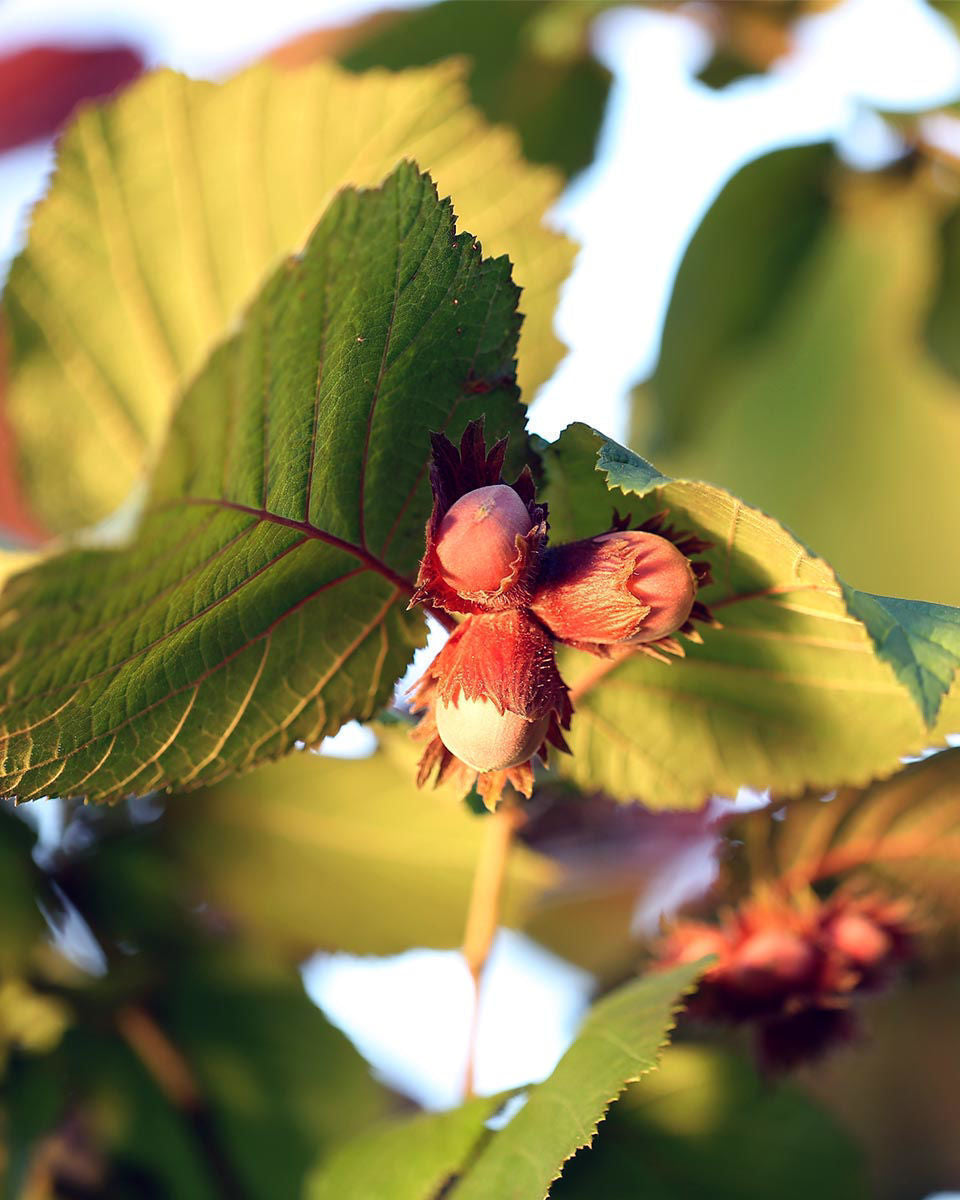 TreeYo American Hazelnut
