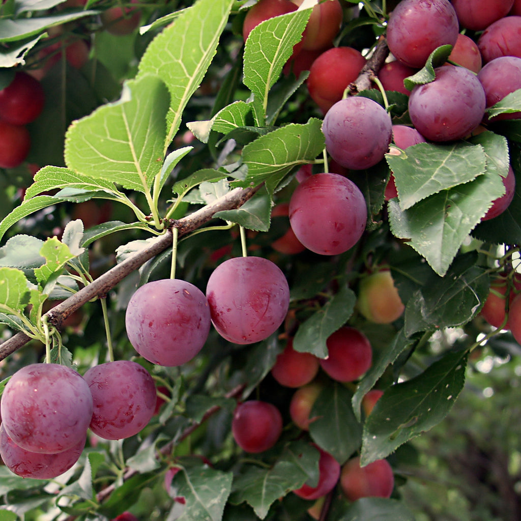 TreeYo American Plum