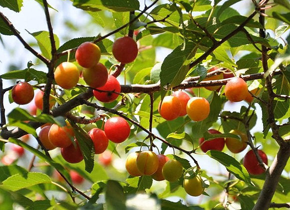 TreeYo American Plum