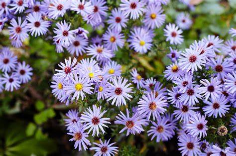 Aromatic Aster "Symphyotrichum oblongifolium"