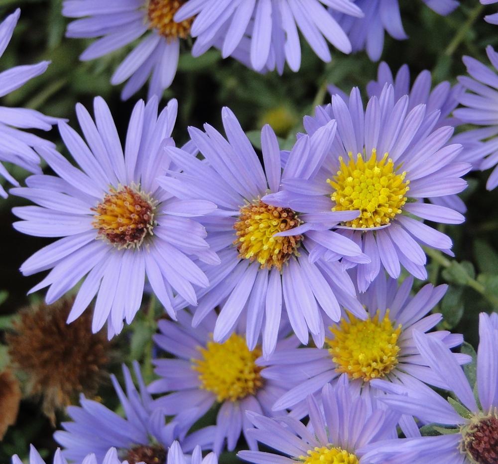 Aromatic Aster "Symphyotrichum oblongifolium"