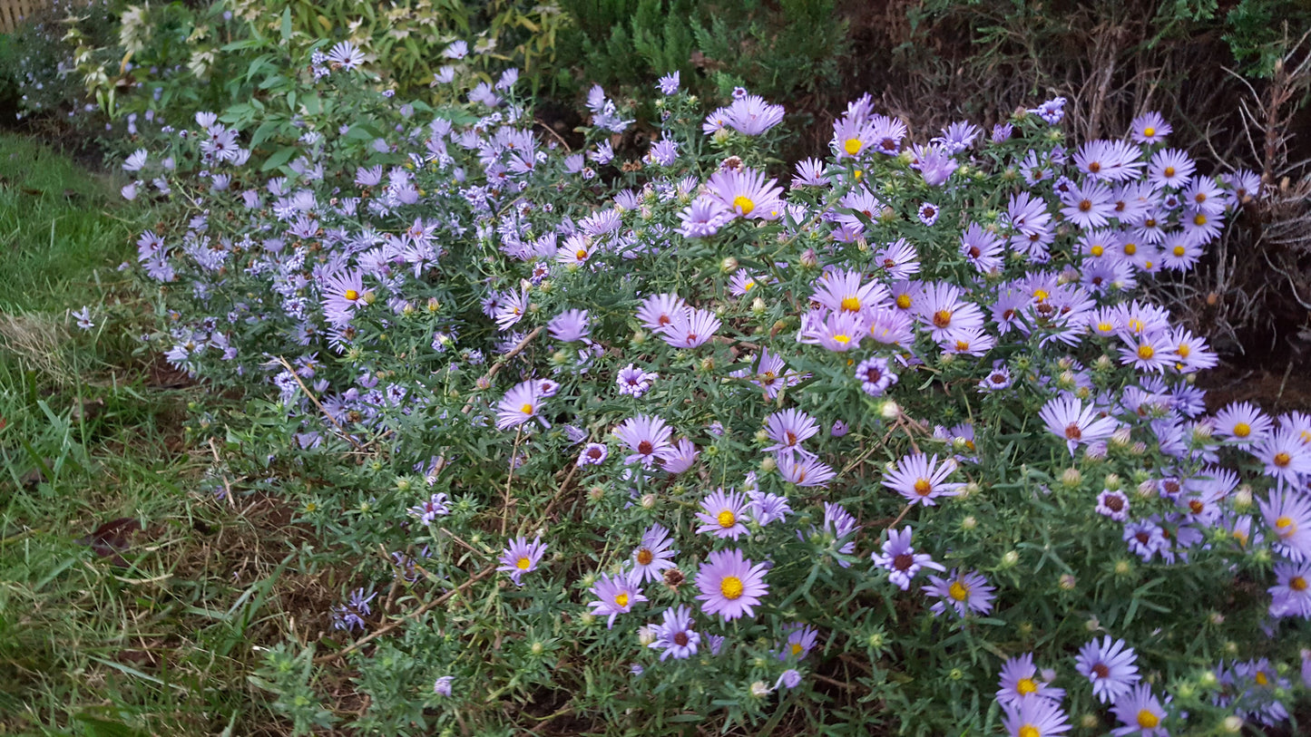 Aromatic Aster "Symphyotrichum oblongifolium"