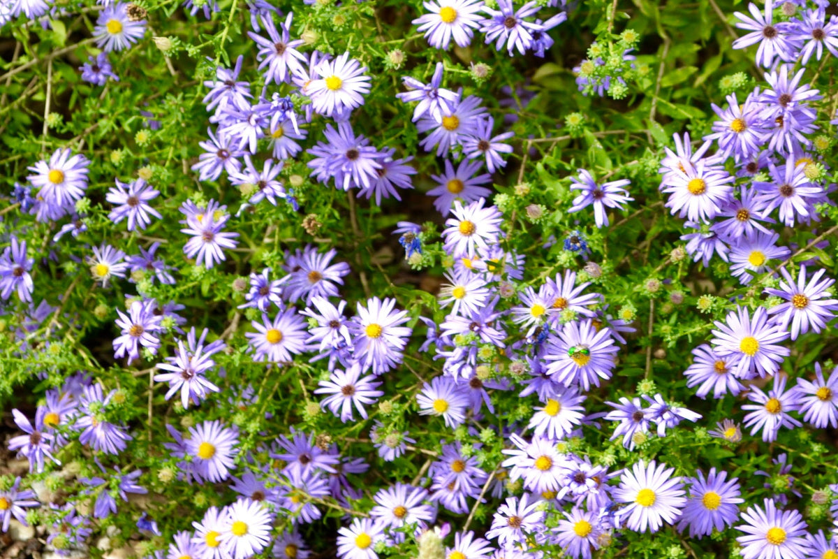 Aromatic Aster "Symphyotrichum oblongifolium"