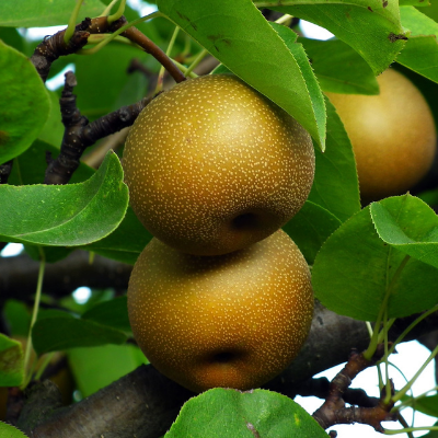 TreeYo Asian Pear - Olympic