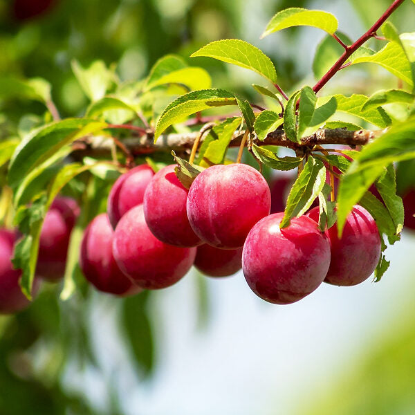 TreeYo Asian Plum - AU Rosa