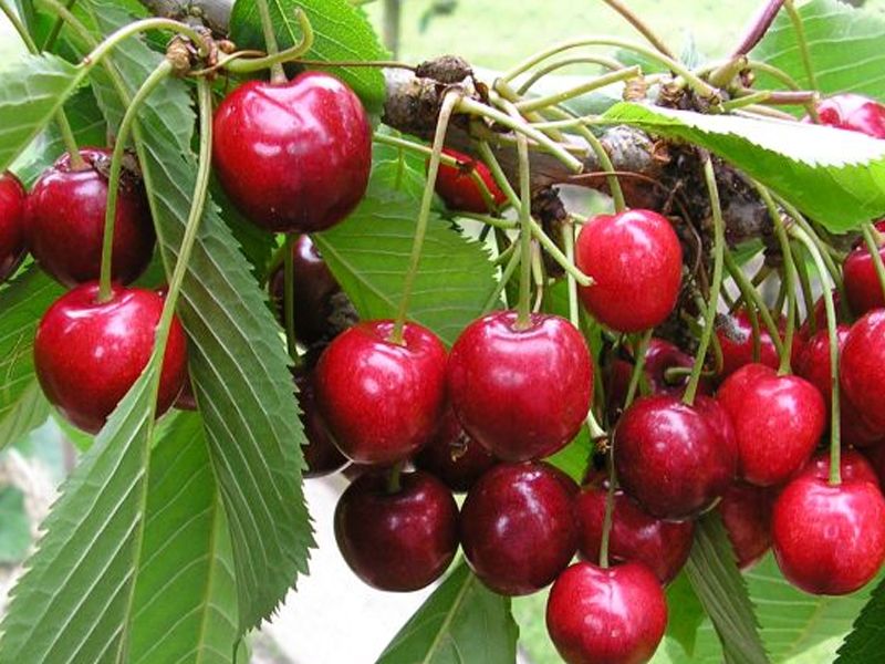 TreeYo Cherry-Balaton-Tart