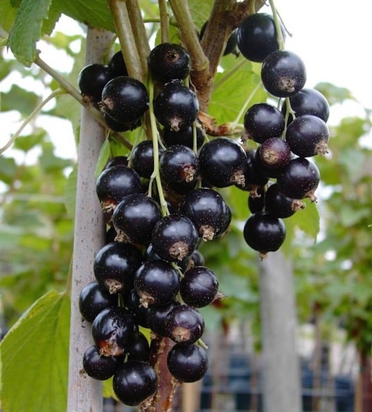 TreeYo Currant - Black Titania
