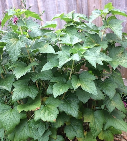 TreeYo Currant - Black Titania