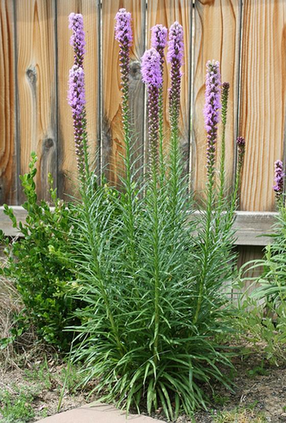 Dense Blazing Star "Liatris spicata"