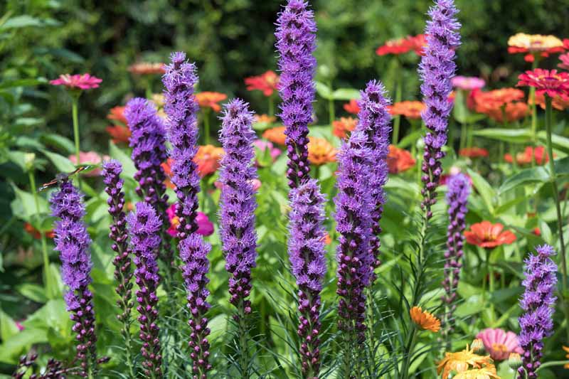 Dense Blazing Star "Liatris spicata"