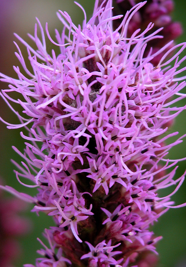 Dense Blazing Star "Liatris spicata"