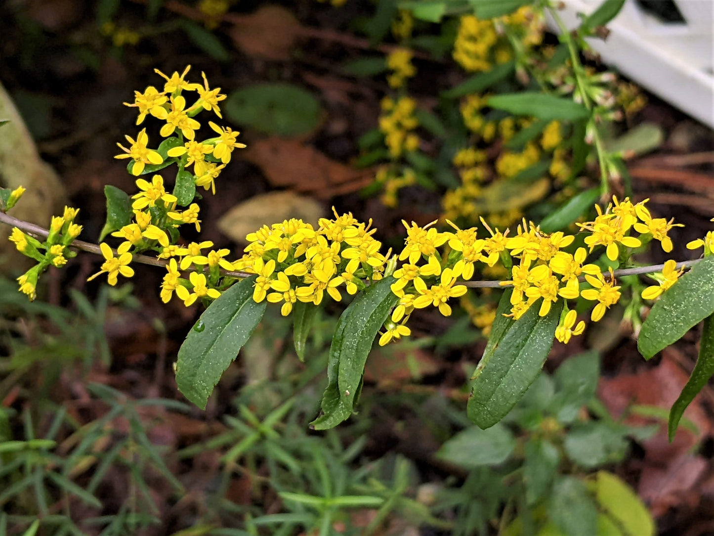 Blue Stemmed Goldenrod "Solidago caesia"