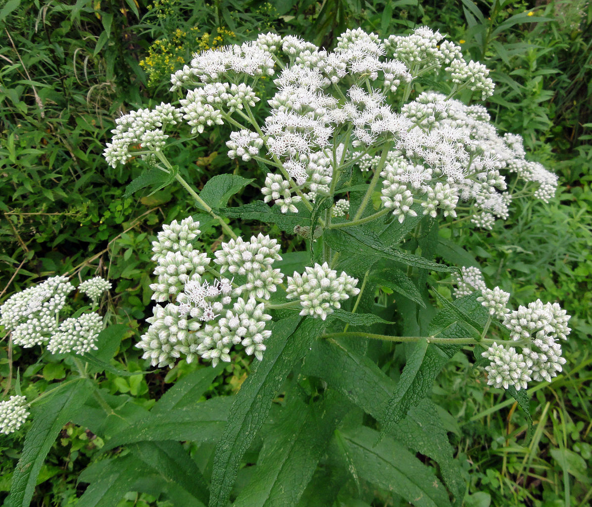 Boneset "Eupatorium perfoliatum"