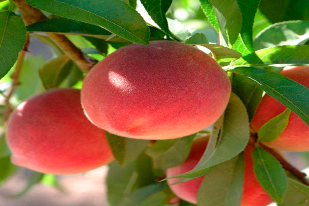 TreeYo Peach-Bounty