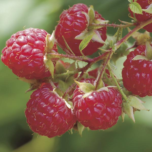 TreeYo Raspberry - Boyne Red - Summer & Fall