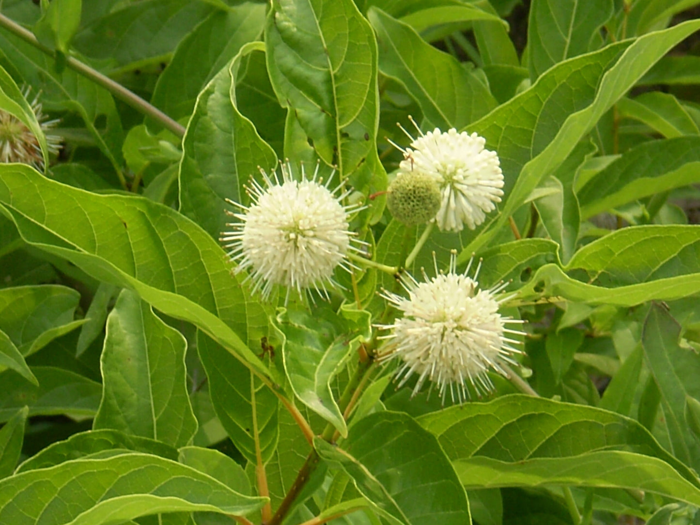 Buttonbush "Cephalanthus occidentalis"