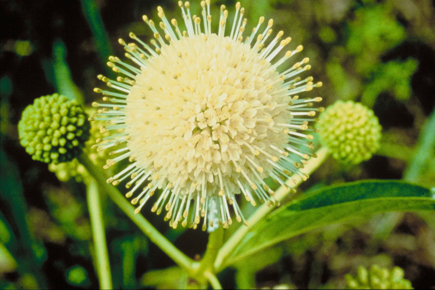 Buttonbush "Cephalanthus occidentalis"