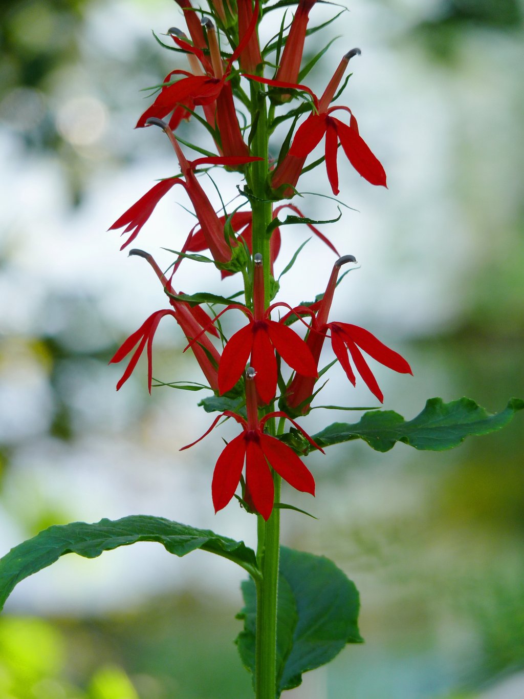 Cardinal Flower "Lobelia cardinalis"
