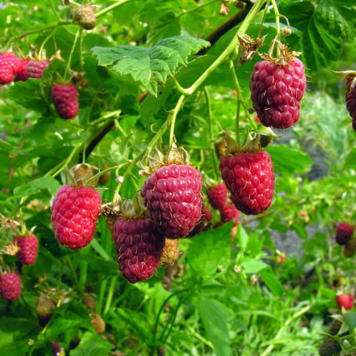 TreeYo Raspberry - Caroline Red -Summer