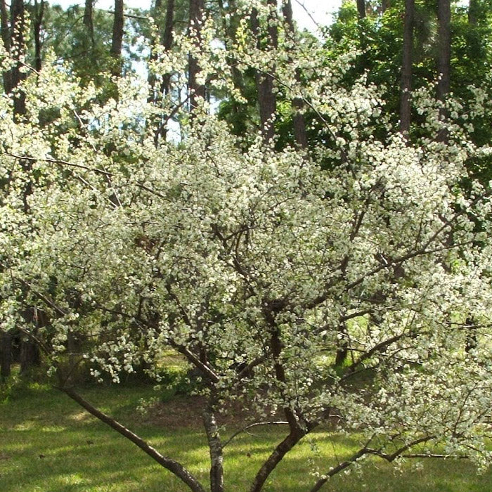 TreeYo Chickasaw Plum
