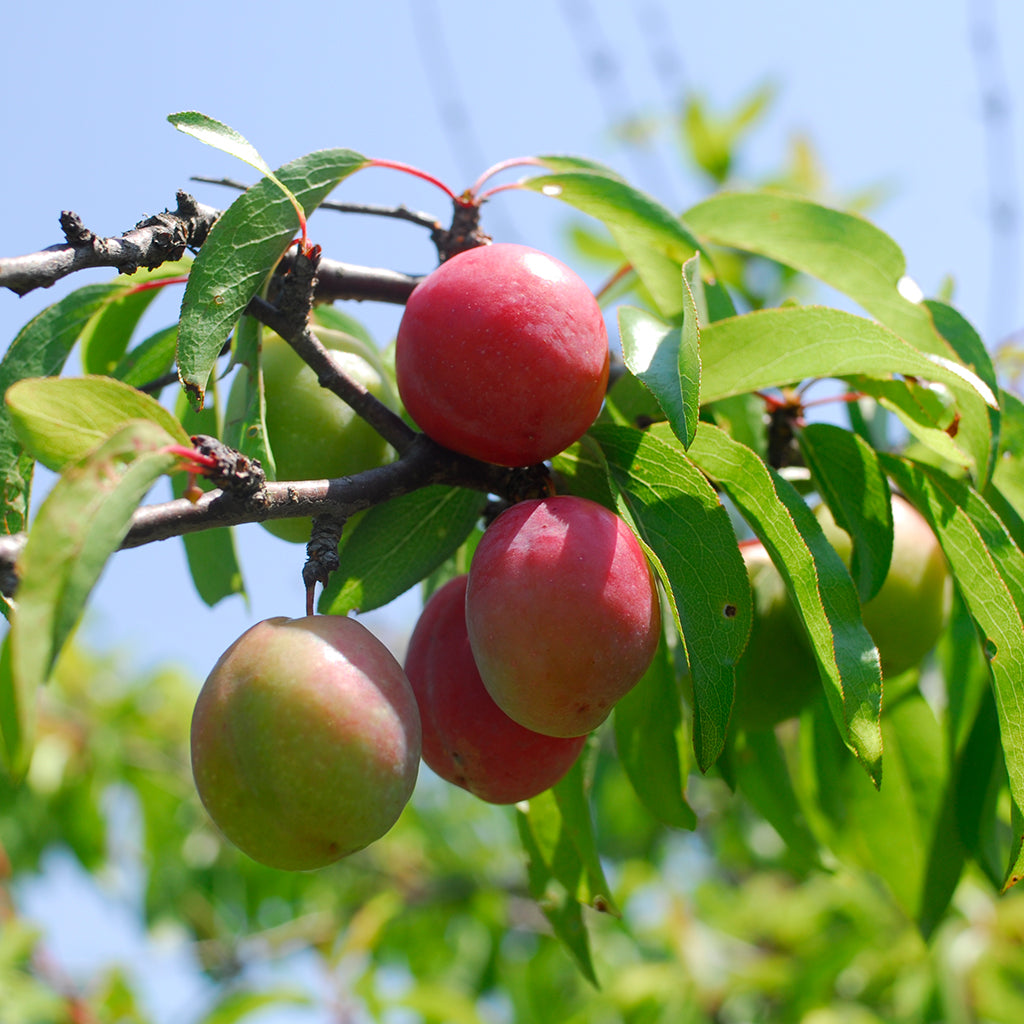TreeYo Chickasaw Plum