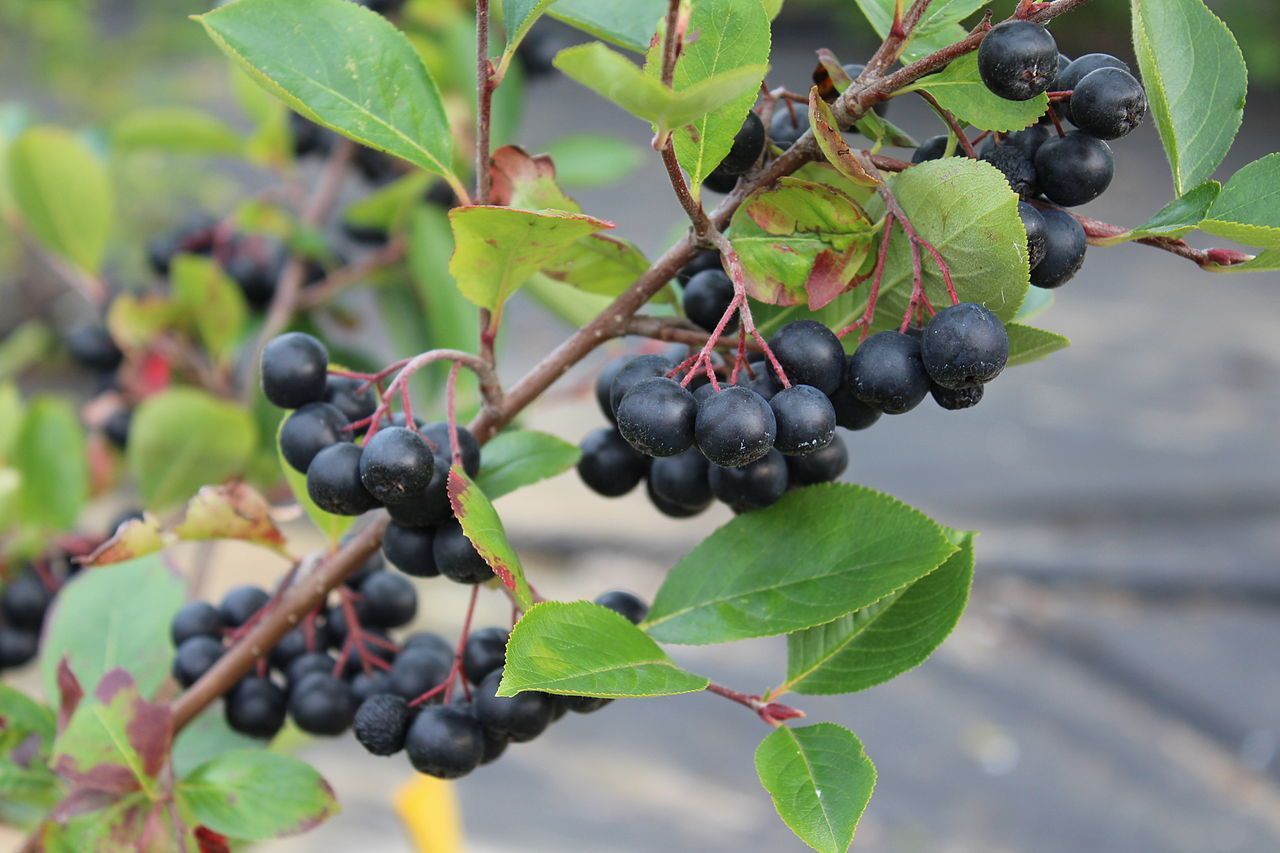 TreeYo Chokeberry Aronia-Nero