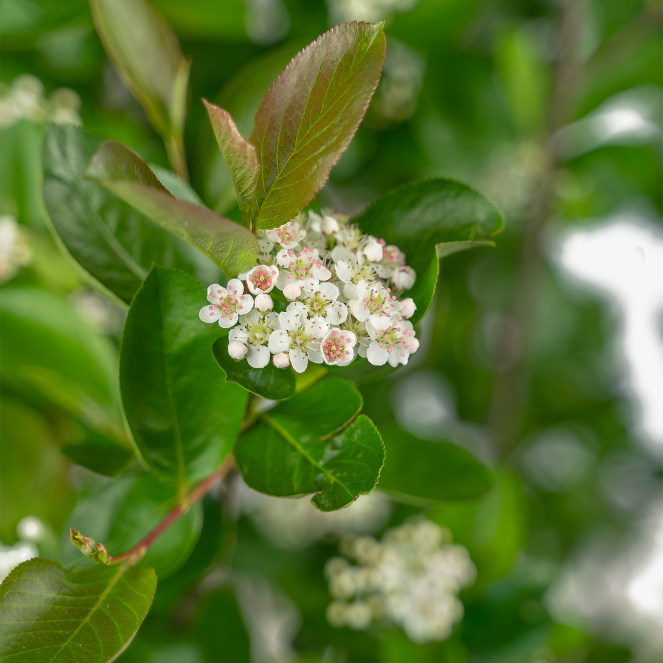 TreeYo Chokeberry Aronia-Nero