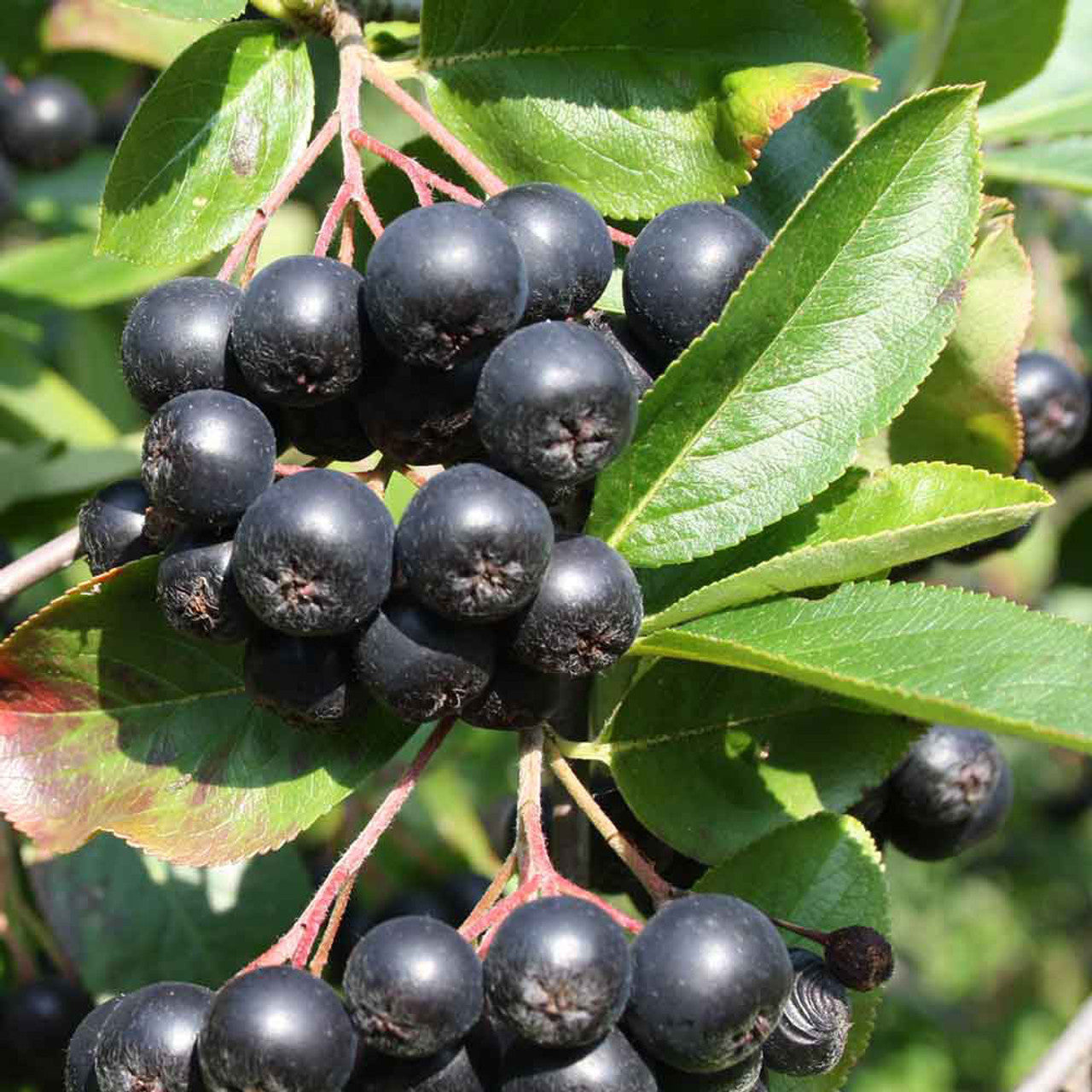 TreeYo Chokeberry Aronia-Viking