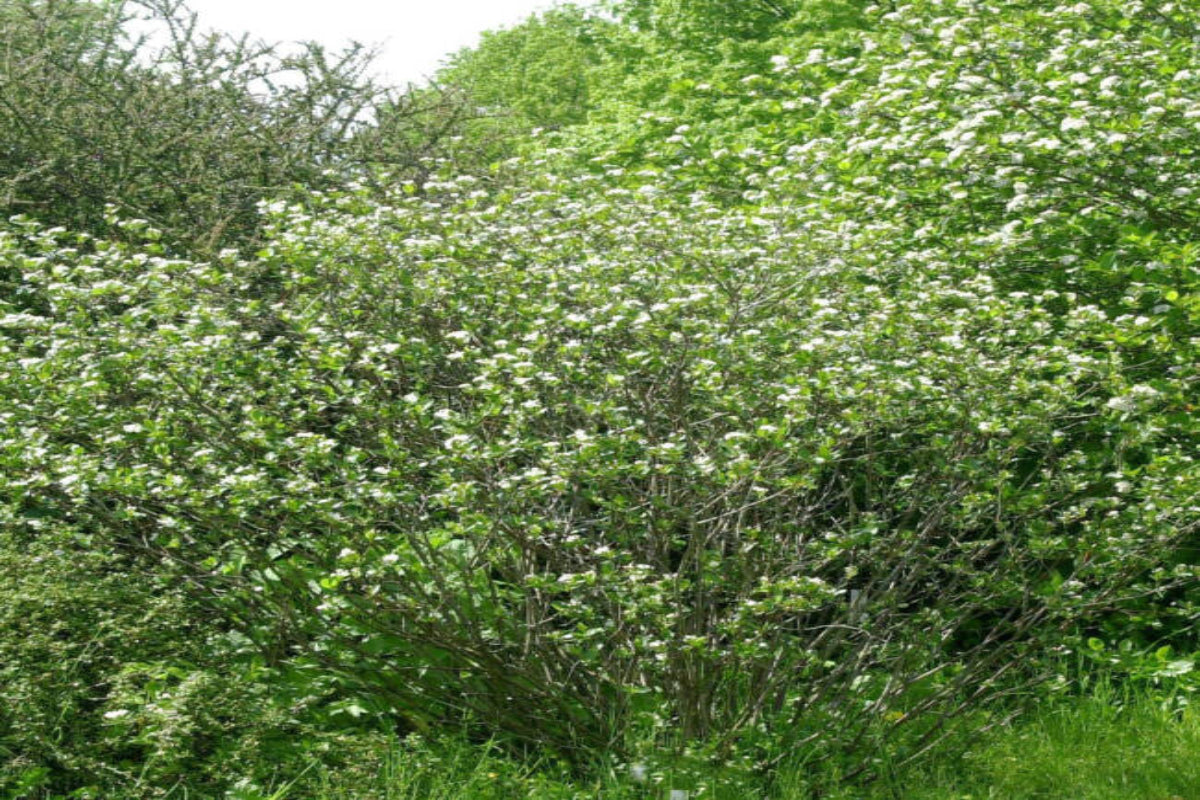 TreeYo Chokeberry Aronia-Viking