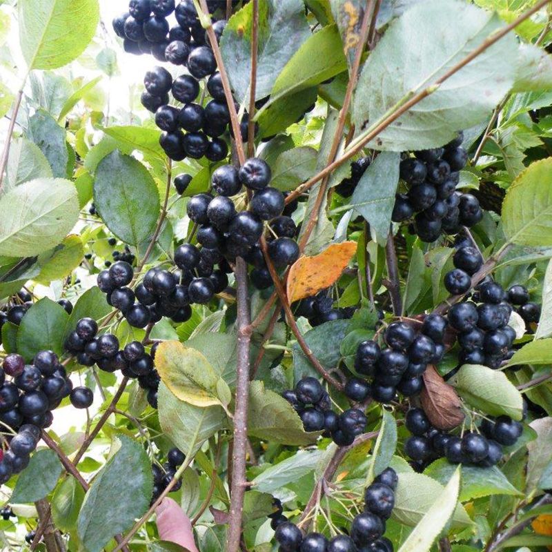 TreeYo Chokeberry Aronia-Viking