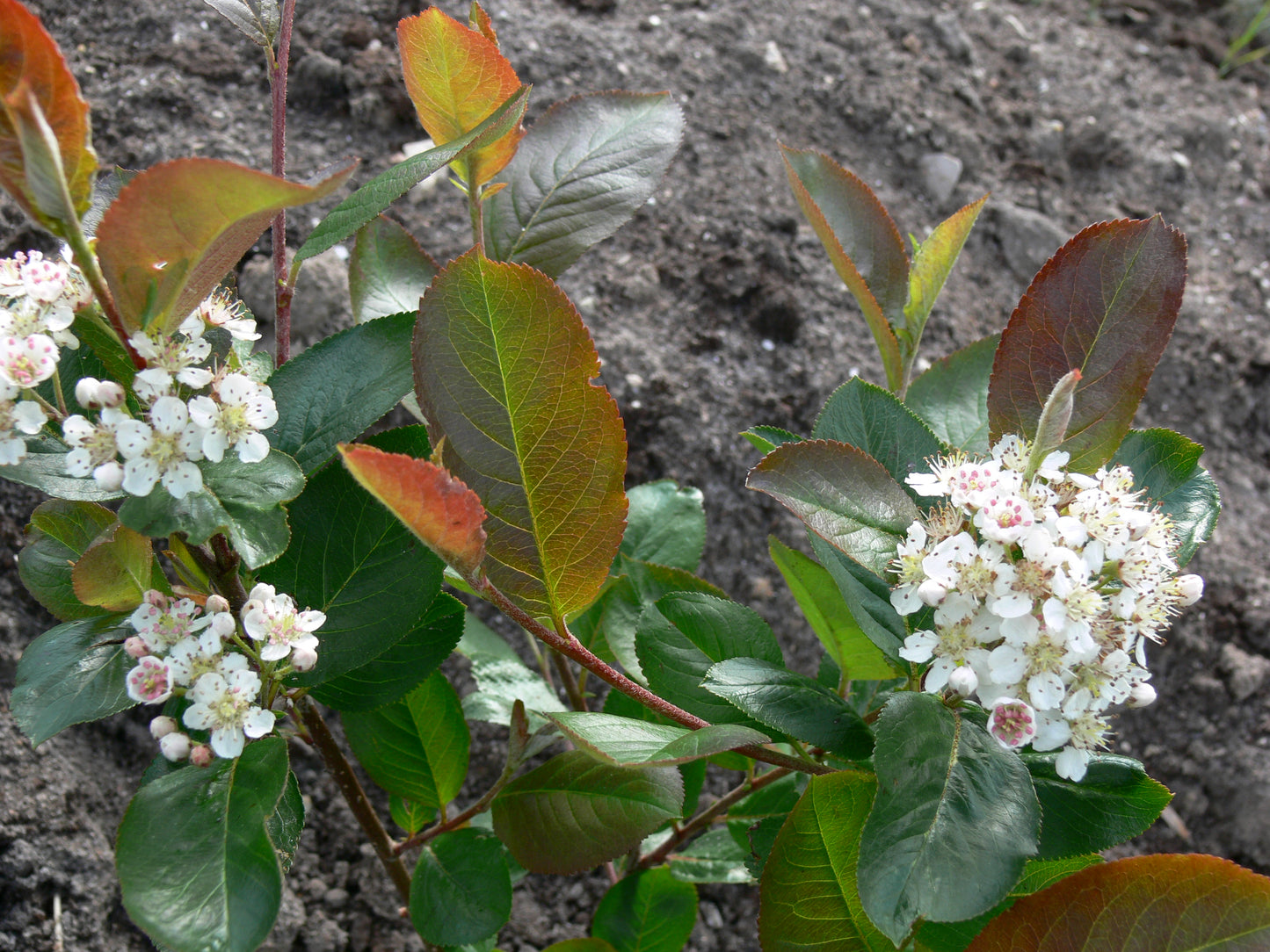 TreeYo Chokeberry Aronia-Viking