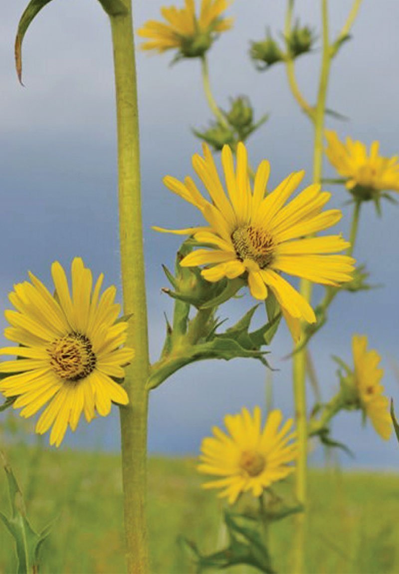 Compass Plant "Silphium laciniatum"
