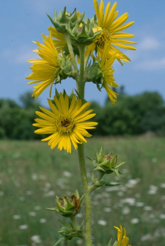 Compass Plant "Silphium laciniatum"