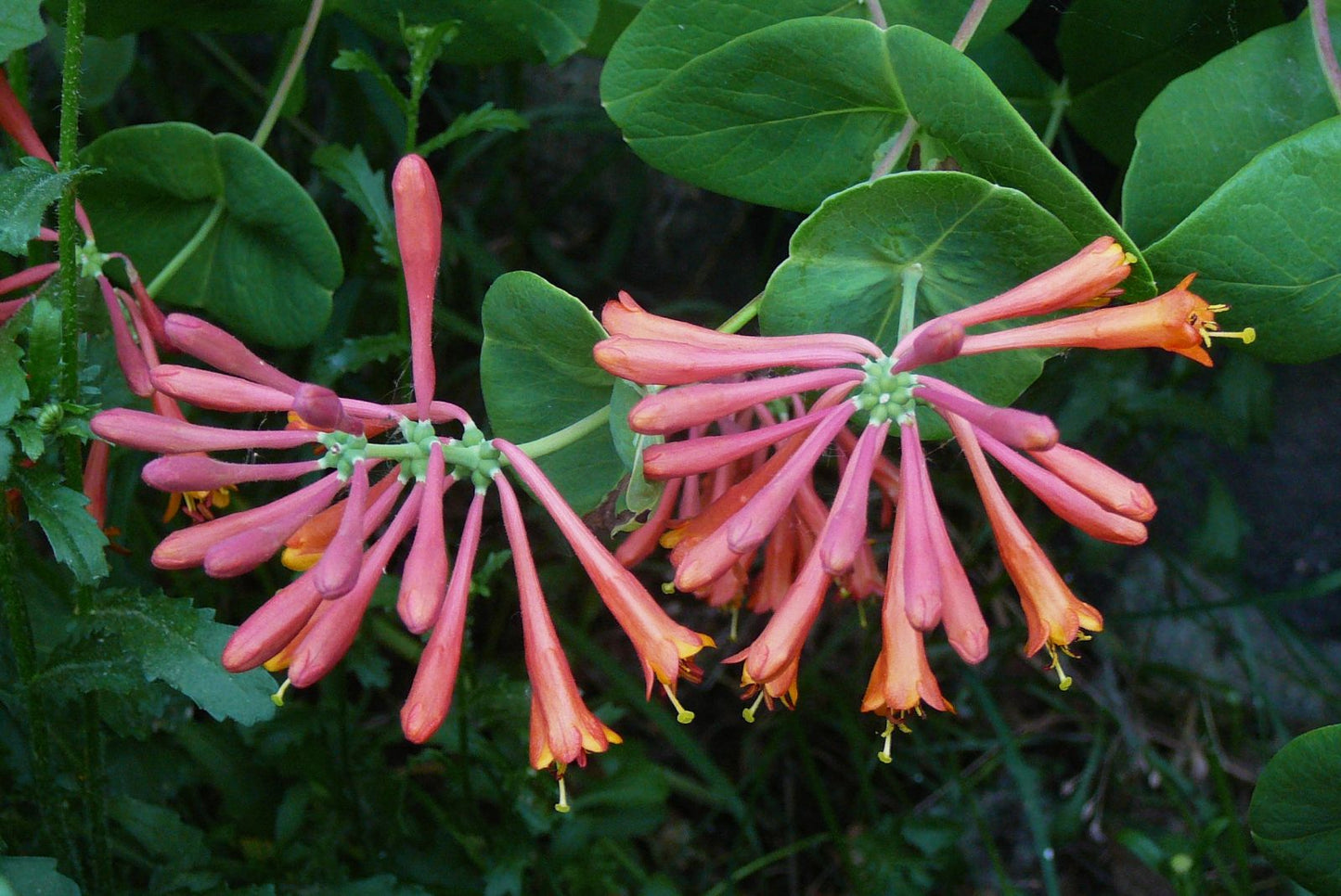 Coral Honeysuckle "Lonicera sempervirens"