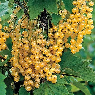 TreeYo Currant - White Imperial
