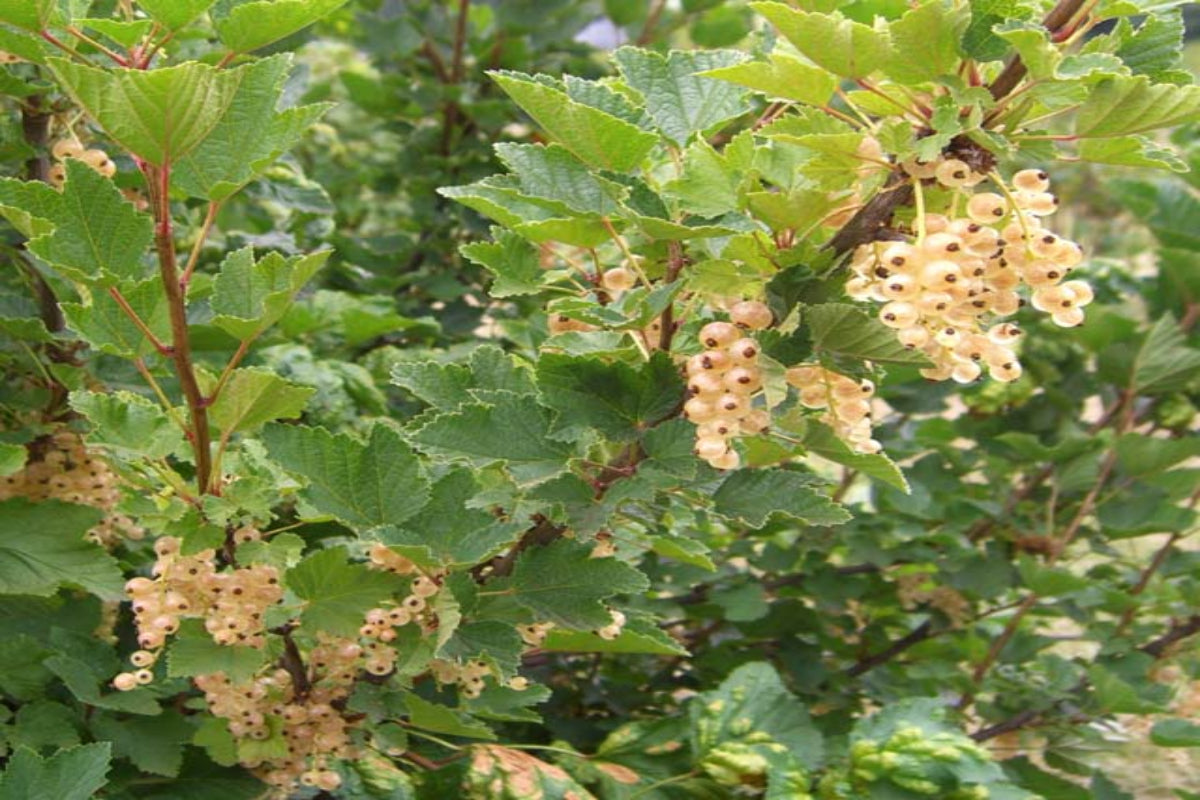 TreeYo Currant - White Imperial