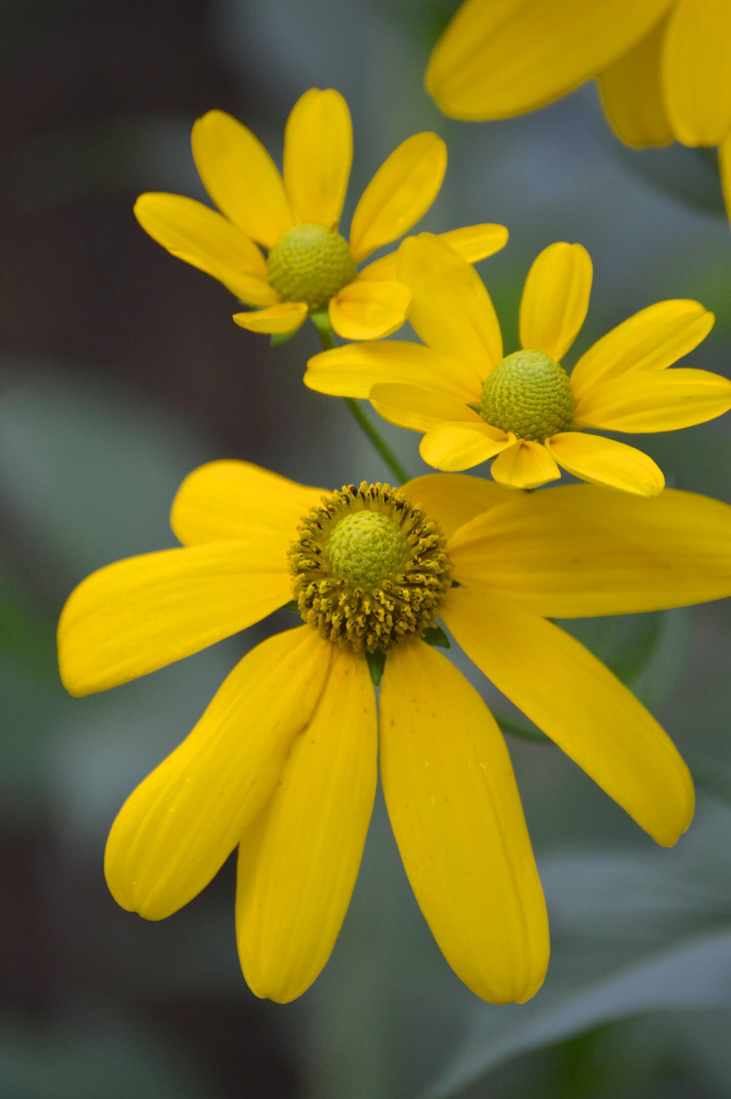 Cutleaf Coneflower "Rudbeckia laciniata"