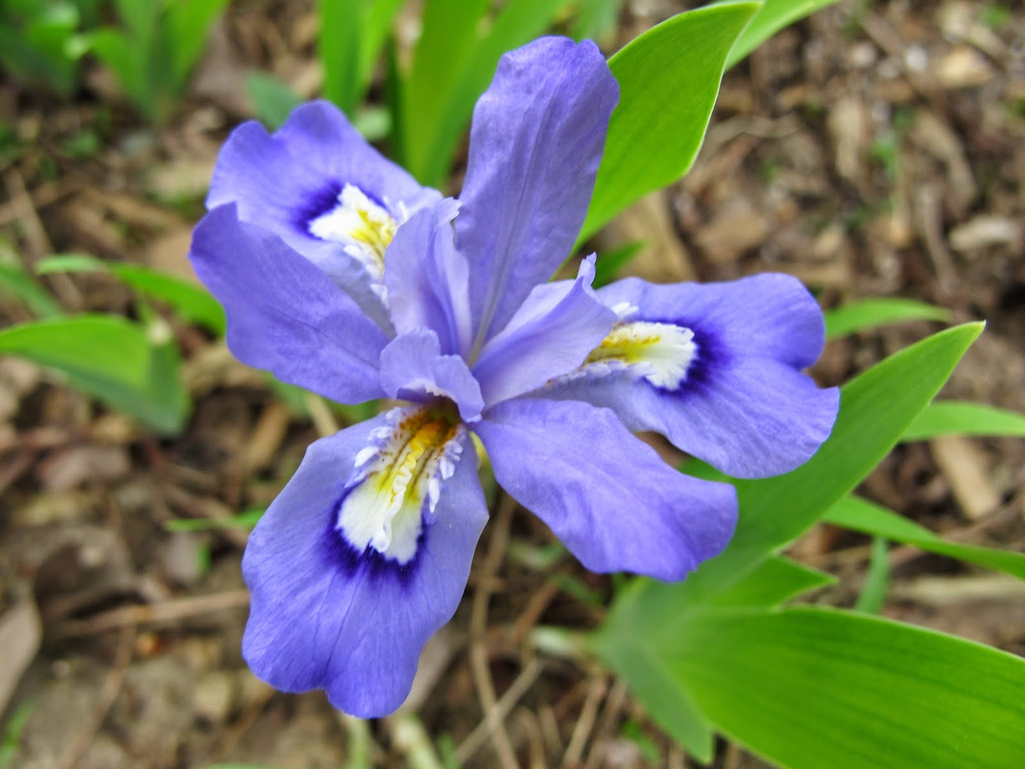 Dwarf Crested Iris "Iris cristata"