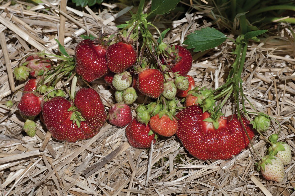 TreeYo Strawberry-Earliglow