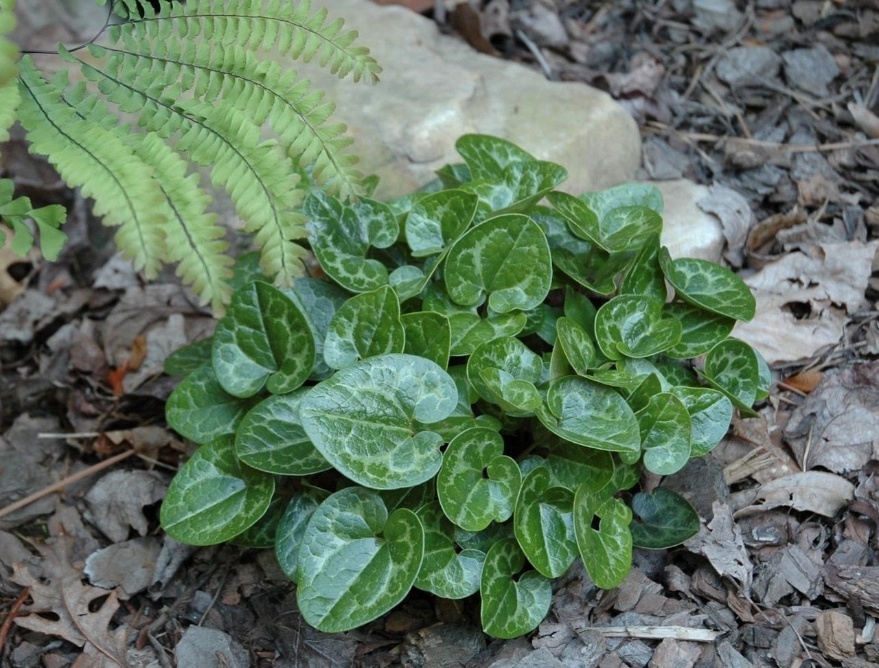 Evergreen Ginger "Hexastylis arifolia"