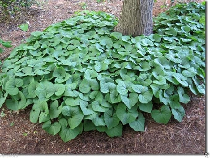 Evergreen Ginger "Hexastylis arifolia"