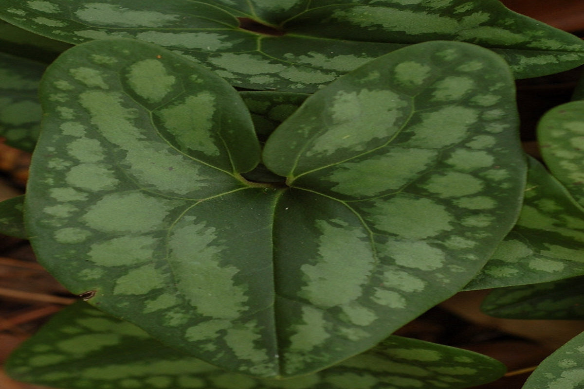 Evergreen Ginger "Hexastylis arifolia"