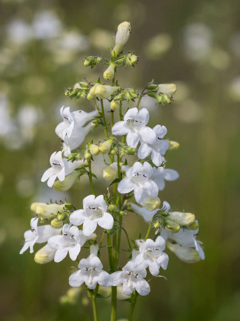 Foxglove Beardtongue "Penstemon digitalis"