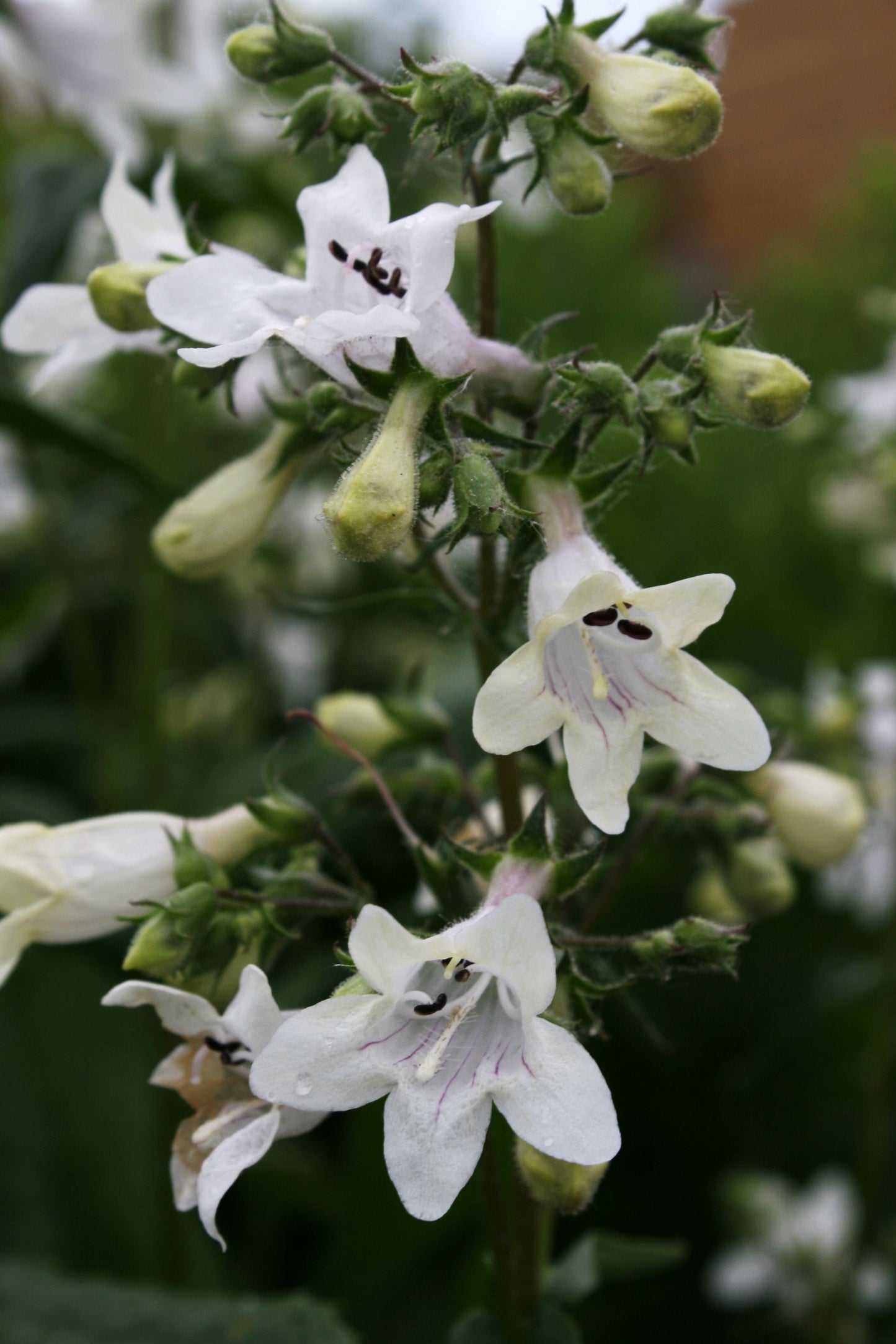 Foxglove Beardtongue "Penstemon digitalis"