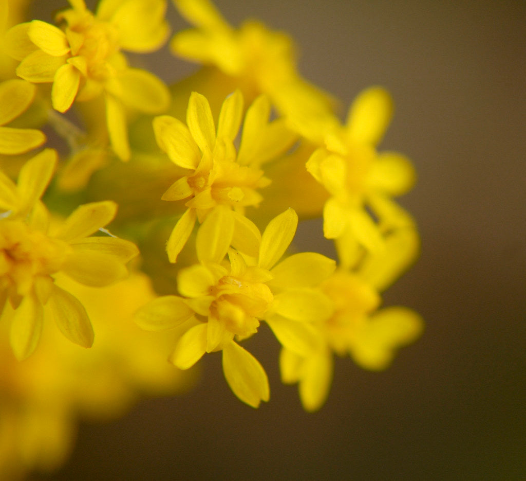 Old Field Goldenrod "Solidago nemoralis"